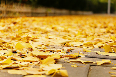 河南報(bào)考同等學(xué)力申碩學(xué)費(fèi) 河南報(bào)考同等學(xué)力申碩學(xué)費(fèi)