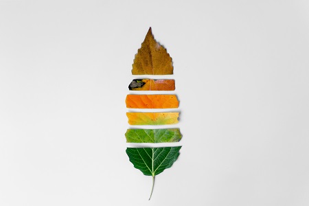 上海對外經貿大學國際貿易學專業同等學力可以獲得哪些證書? 上海對外經貿大學國際貿易學專業同等學力可以獲得哪些證書?