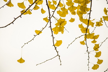 首都經濟貿易大學專業碩士學制是幾年? 首都經濟貿易大學專業碩士學制是幾年?