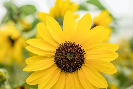 西北大學MF報考流程介紹! 西北大學MF報考流程介紹!