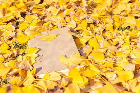 東北師范大學金融專碩需要脫產學習嗎 東北師范大學金融專碩需要脫產學習嗎