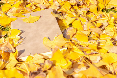 長江大學MEM報考條件 長江大學MEM報考條件