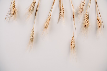 西南大學專業碩士招生時間安排 西南大學專業碩士招生時間安排