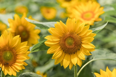 時(shí)間安排!上海對(duì)外經(jīng)貿(mào)大學(xué)MPAcc招生時(shí)間 時(shí)間安排!上海對(duì)外經(jīng)貿(mào)大學(xué)MPAcc招生時(shí)間