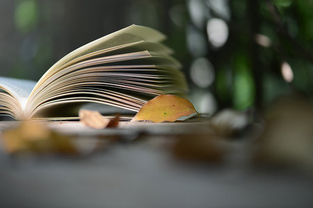 上海財(cái)經(jīng)大學(xué)MF招生簡(jiǎn)章2025匯總！